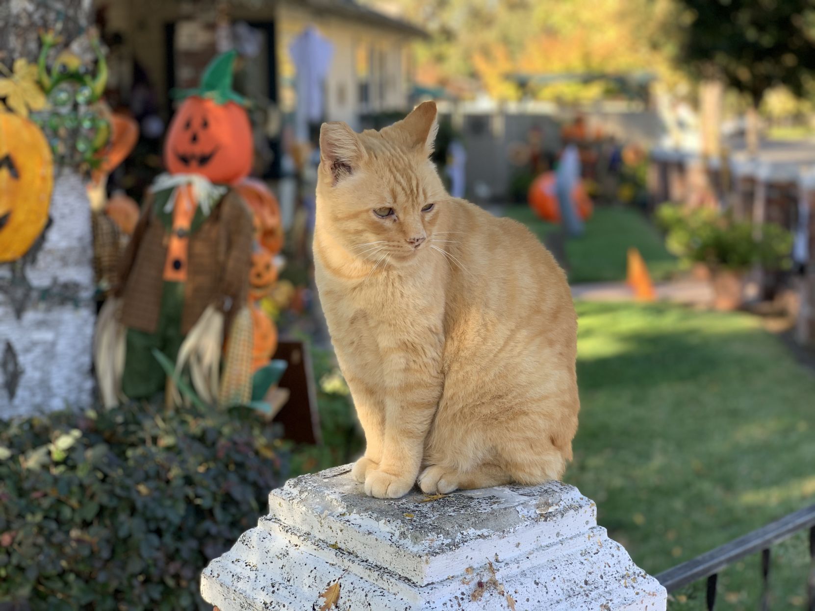 Jack the cat